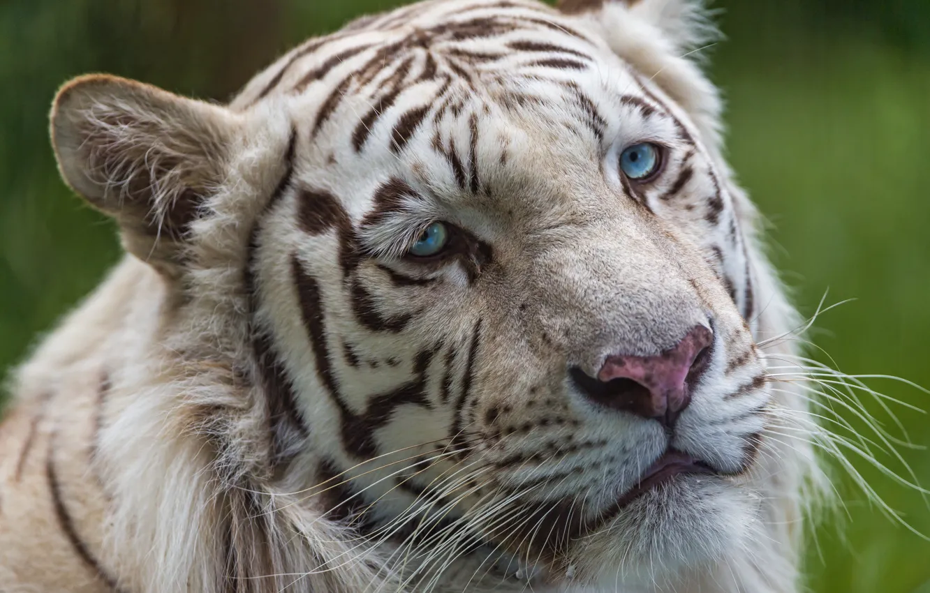 Фото обои кошка, взгляд, морда, голубые глаза, белый тигр, ©Tambako The Jaguar