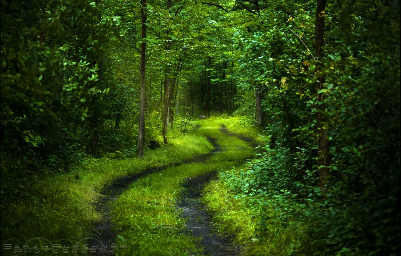Фото обои дорога, лес, свет, деревья, свежесть, природа, зеленый, настроение