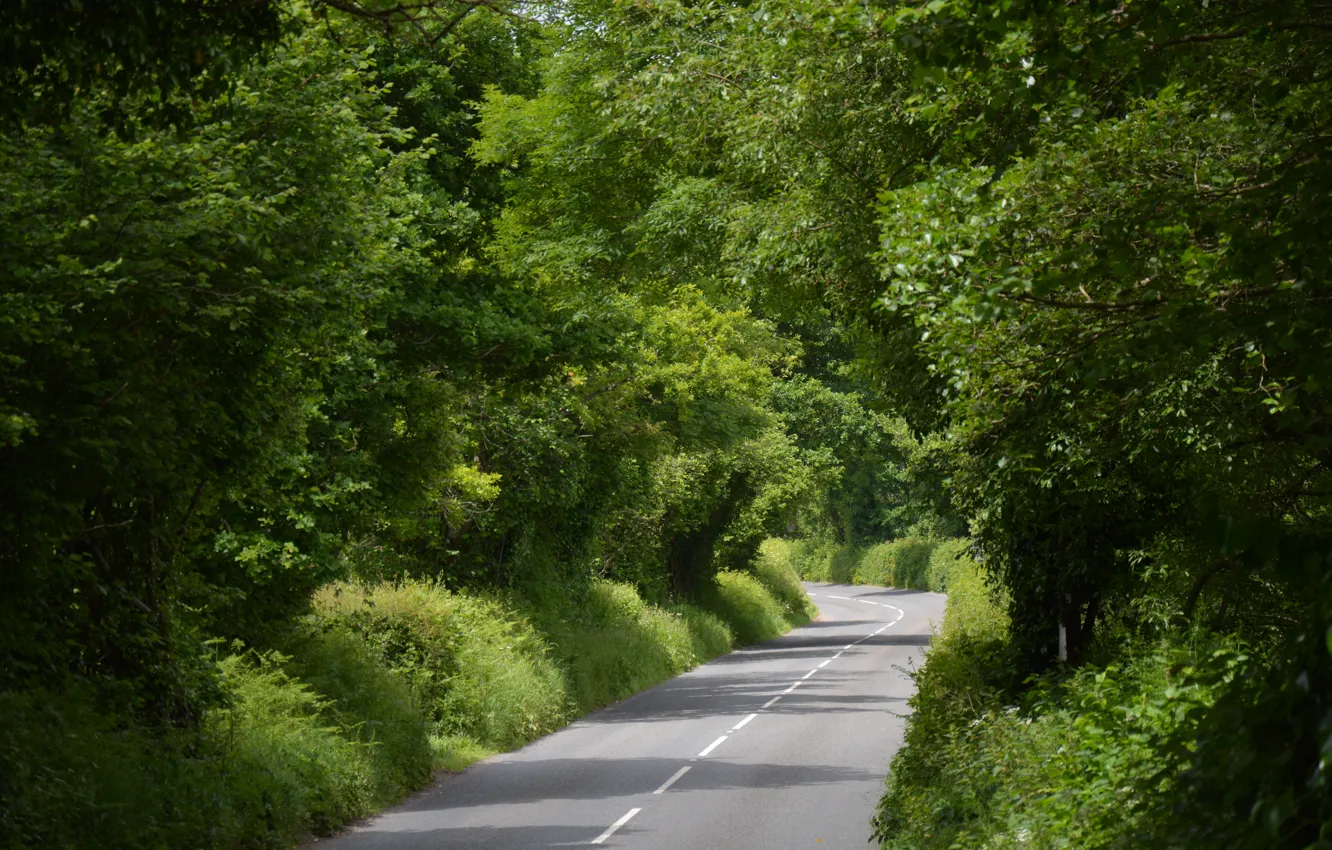 Фото обои дорога, лето, деревья, summer, road, trees