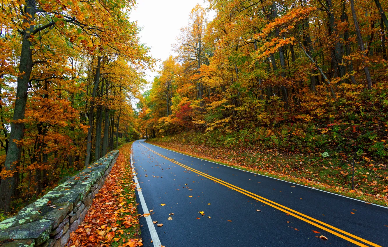 Фото обои дорога, осень, листья, природа, гора, colors, colorful, road