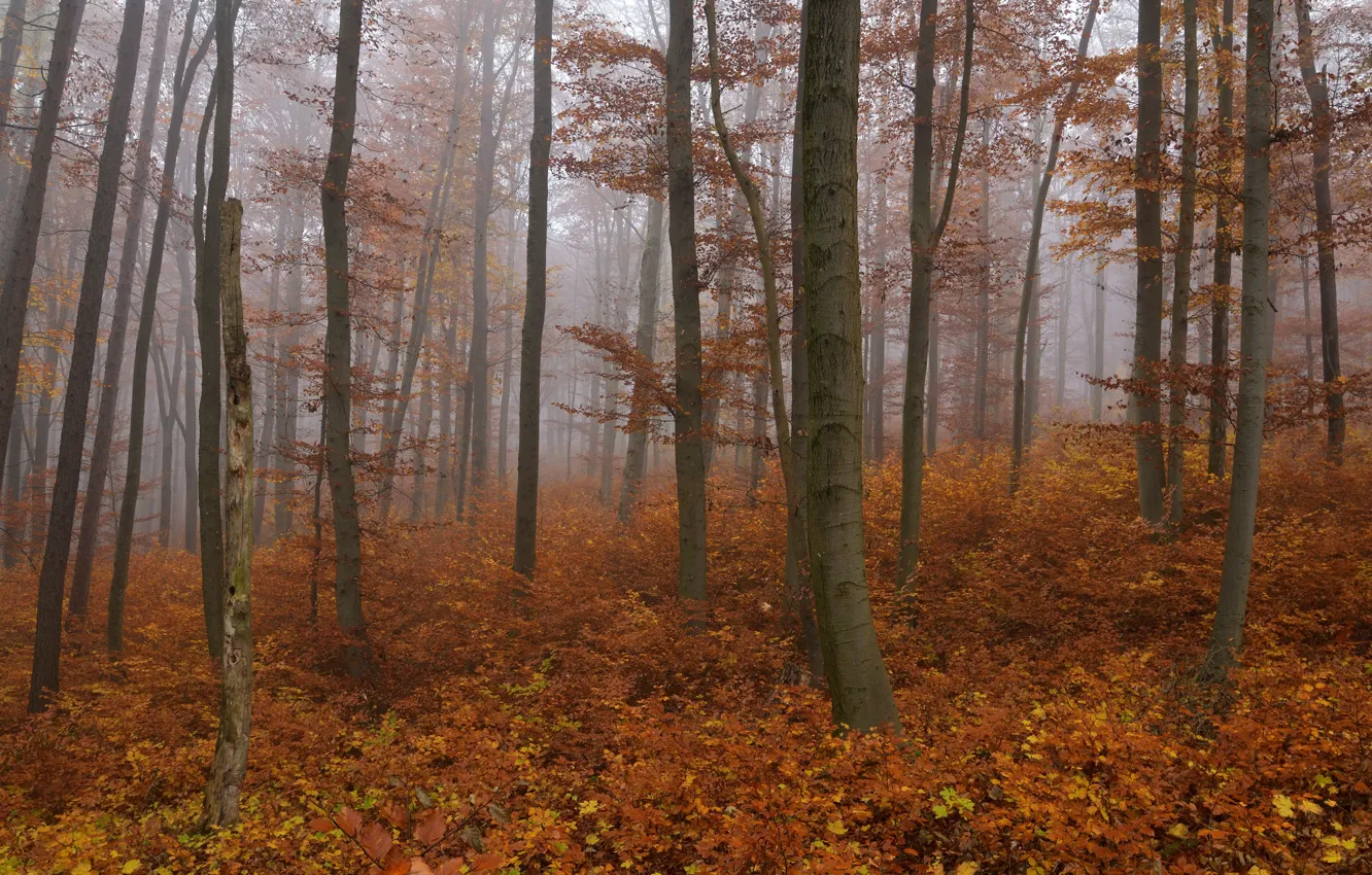 Фото обои осень, лес, деревья, природа, туман, Niklas Hamisch
