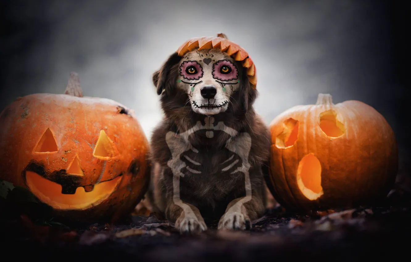 Фото обои осень, взгляд, морда, фон, праздник, череп, собака, кости