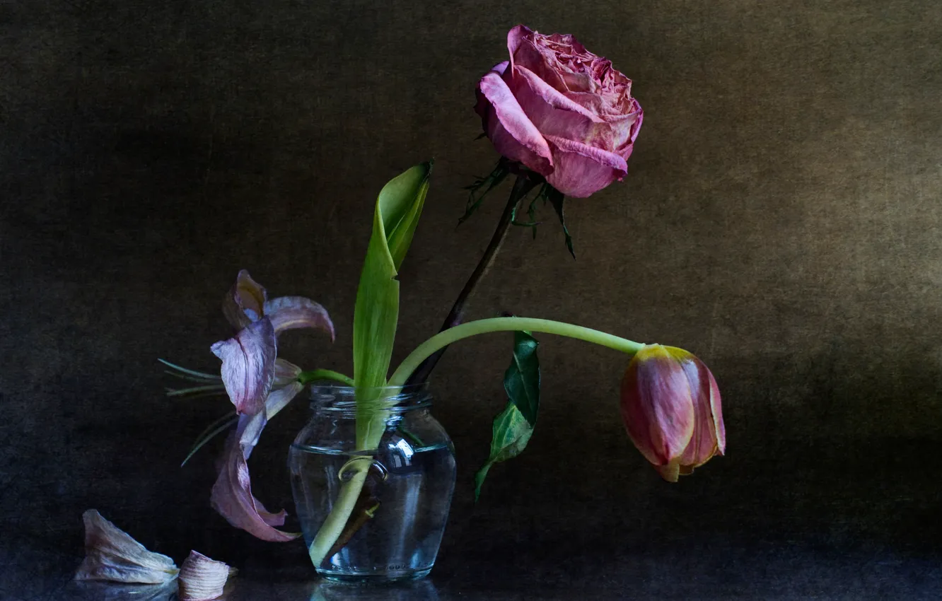 Фото обои роза, тюльпан, букет, the elderly, ✿