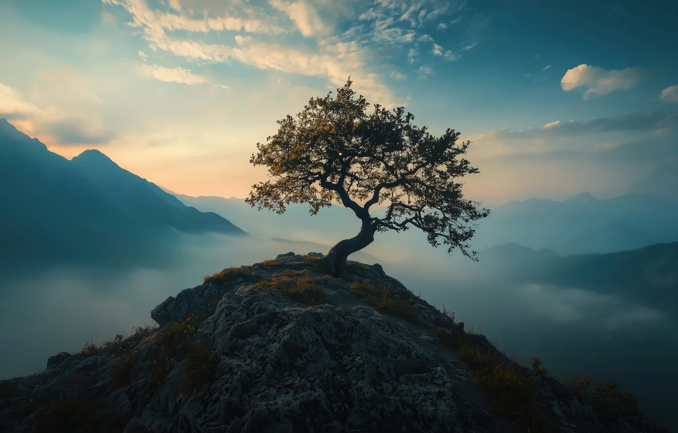 Фото обои nature, sunset, mountain, tree, scenery