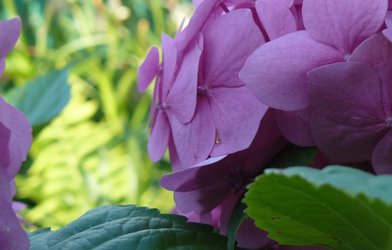Фото обои Цветы, Фиолетовый, Беларусь, Гортензия