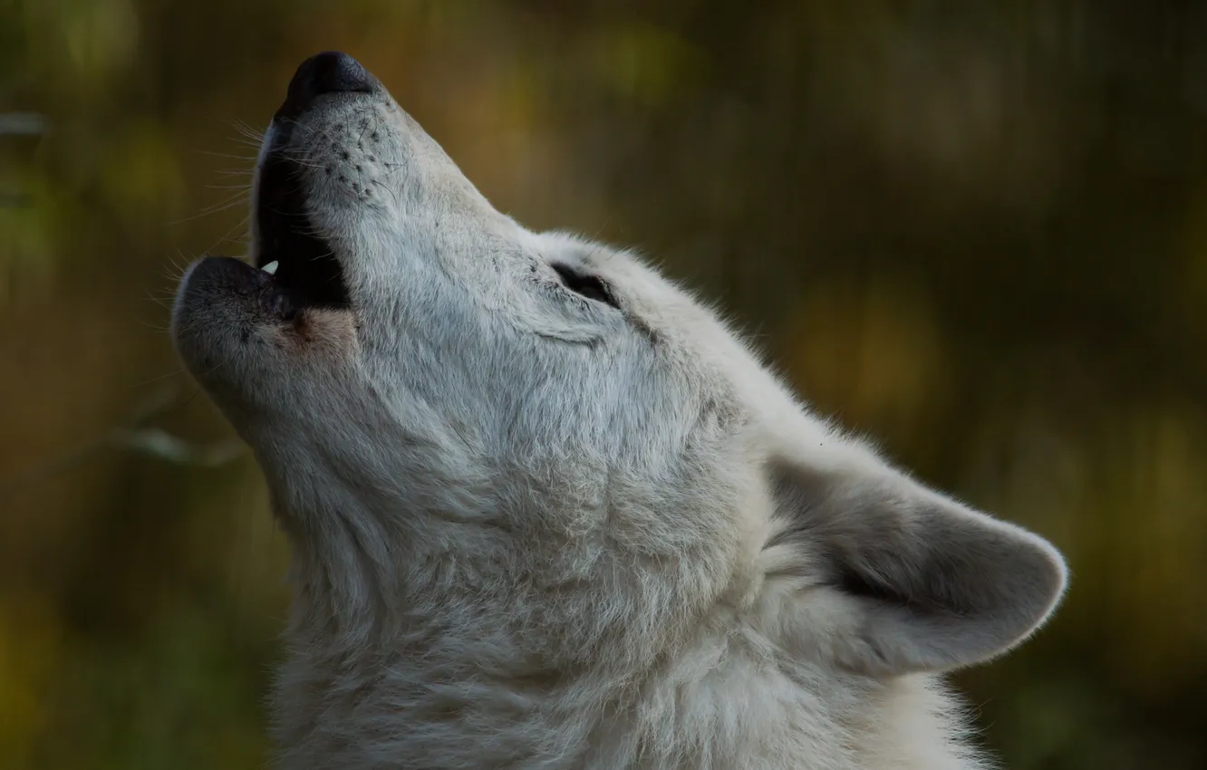 Фото обои морда, волк, Гудзонский волк