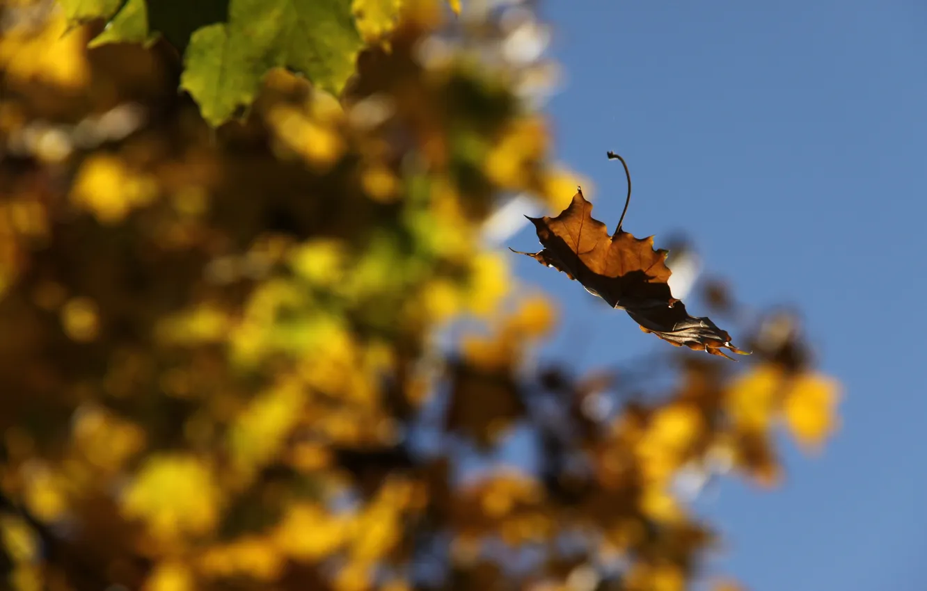 Фото обои небо, макро, листва, размытость, листик, коричневый, в полёте, момент