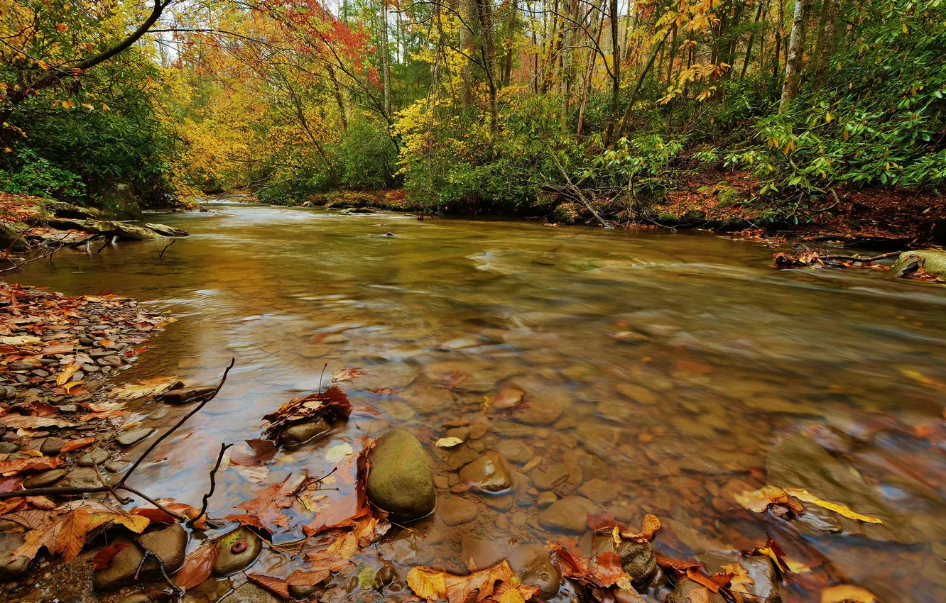Фото обои осень, листья, вода, поток, water, autumn, leaves, waterfall