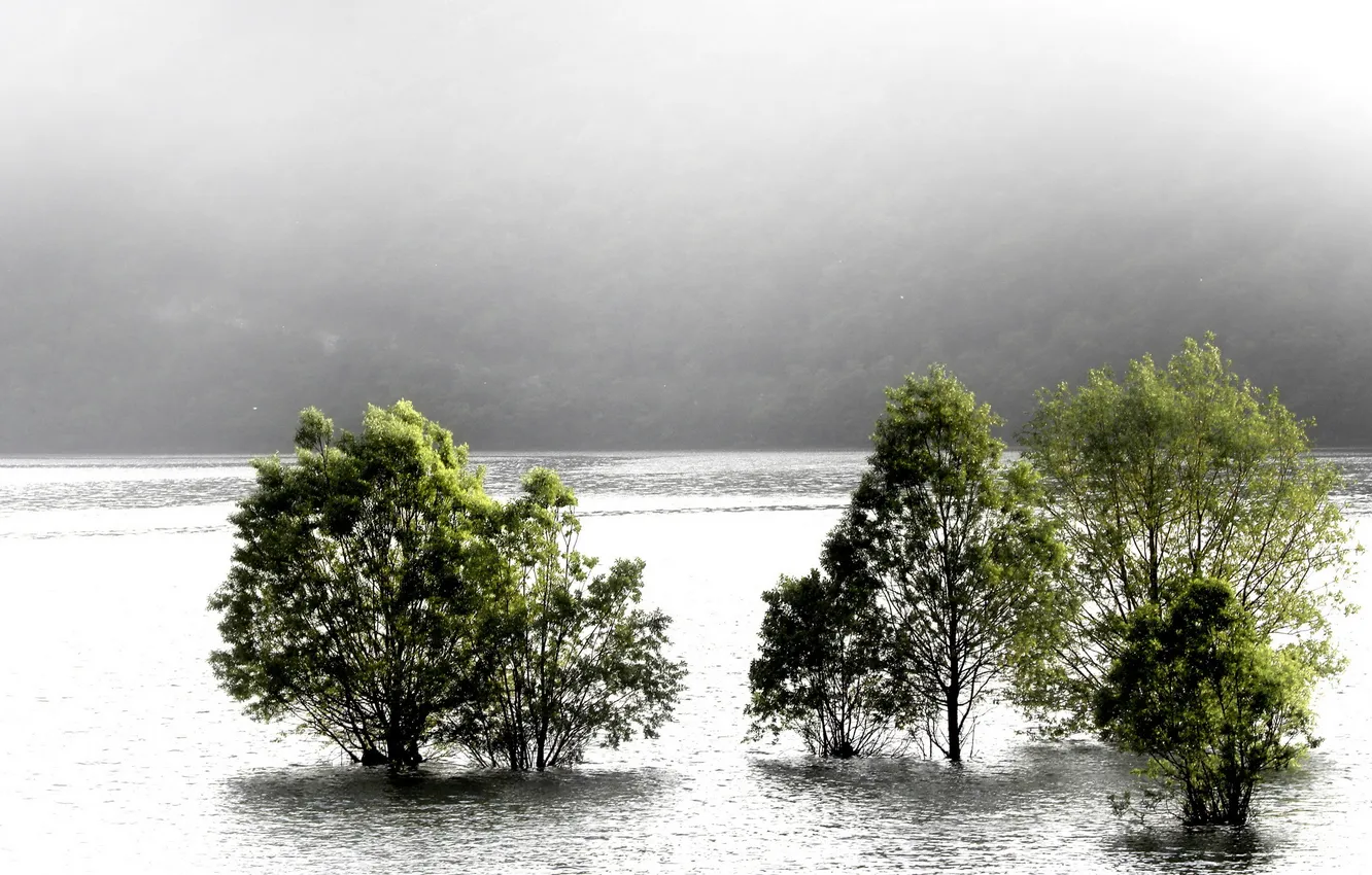 Фото обои деревья, пейзаж, природа, туман, река