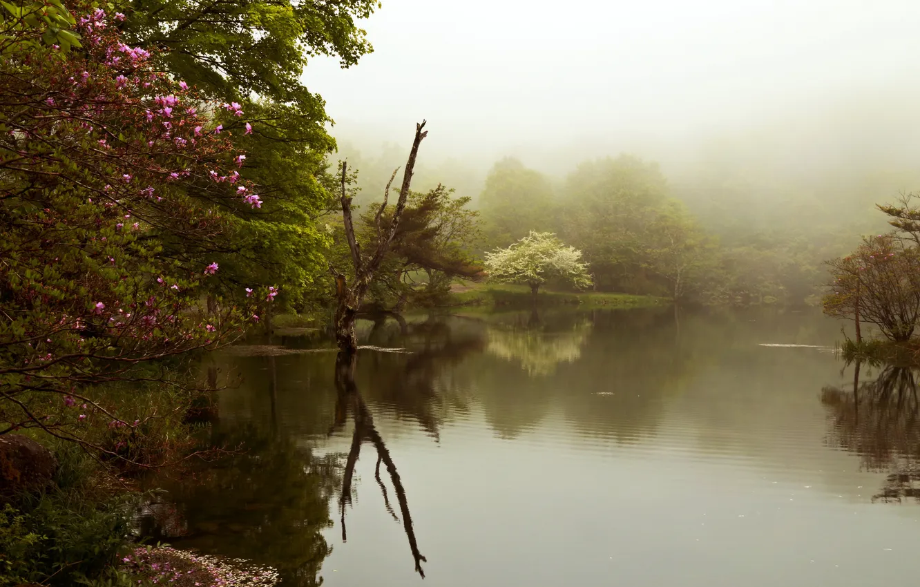 Фото обои парк, весна, озеро туман, деревья. цветение