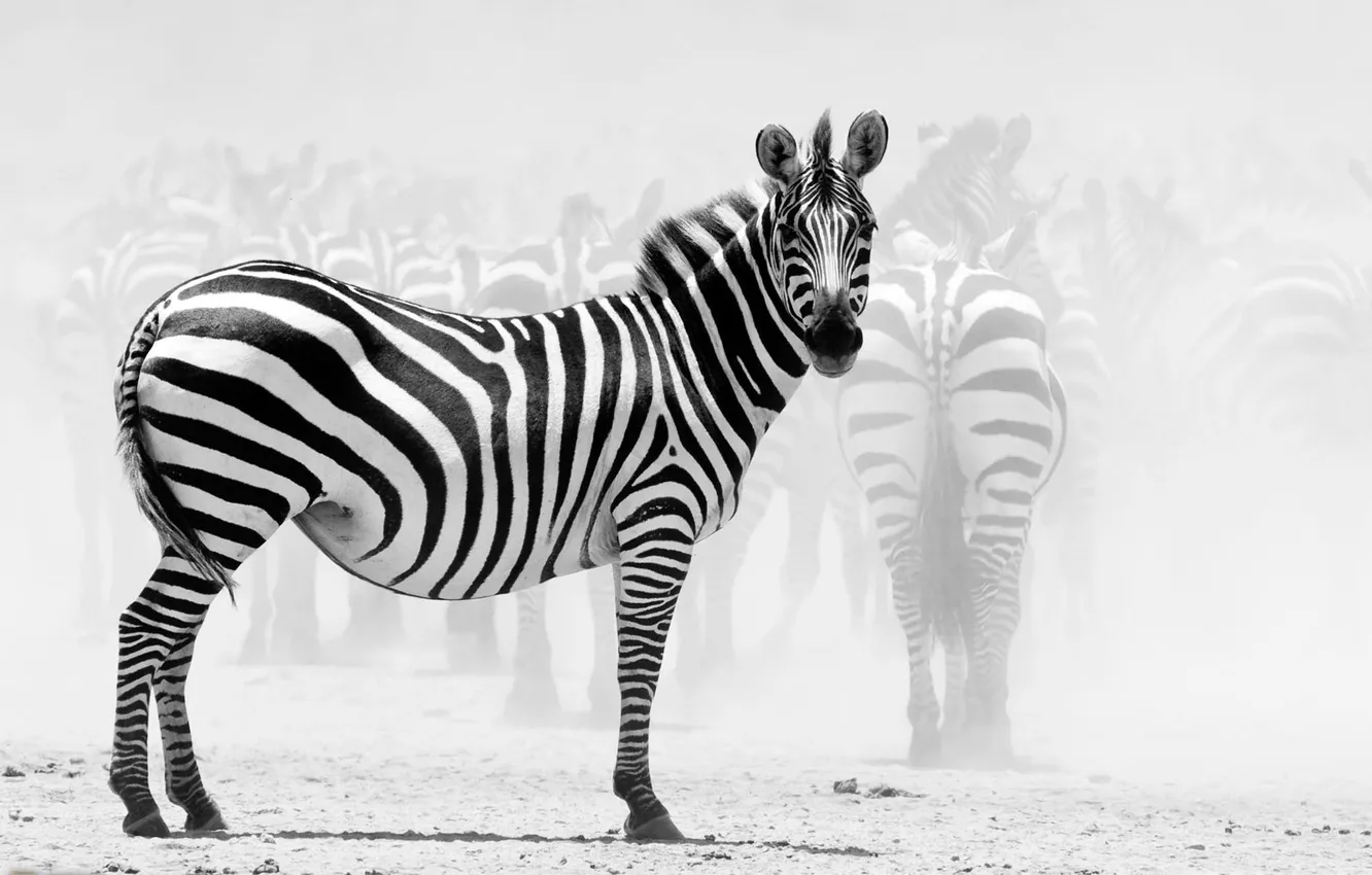 Фото обои Зебры, Зебра, National Geographic