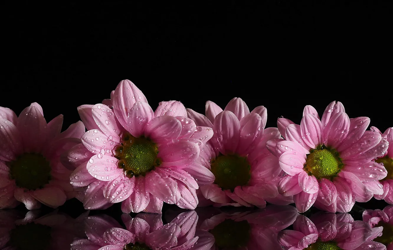 Фото обои капли, цветы, розовые, чёрный фон, хризантемы