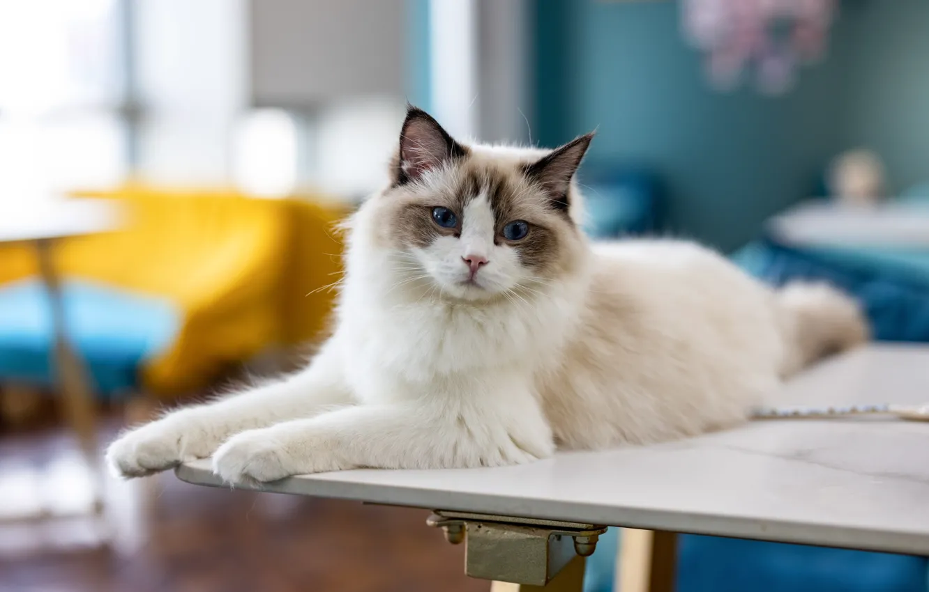 Фото обои кошка, кот, лежит, Рэгдолл