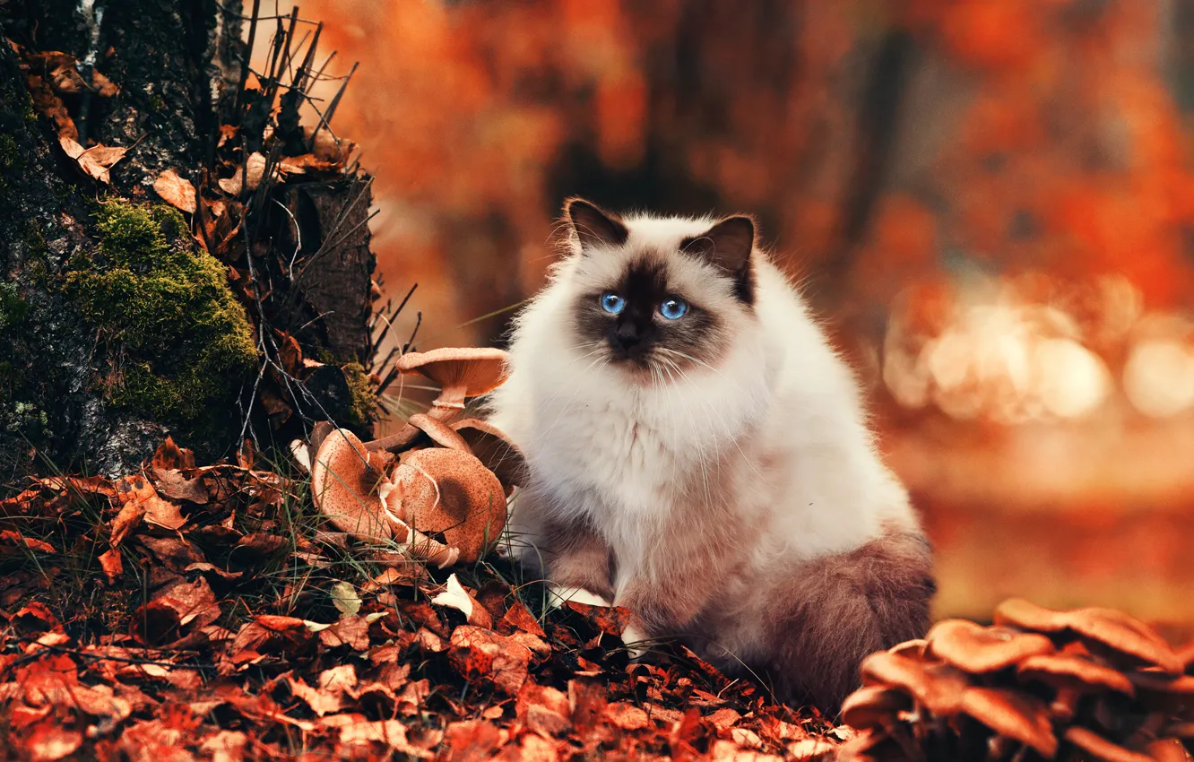 Фото обои осень, кошка, глаза, взгляд, природа, листва, грибы, Кот