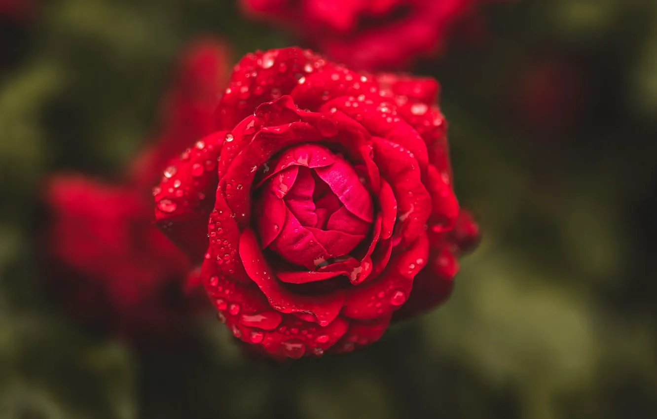 Фото обои крупный план, красная роза, в каплях
