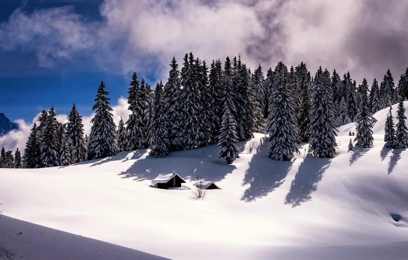 Фото обои лес, снег, горы, природа