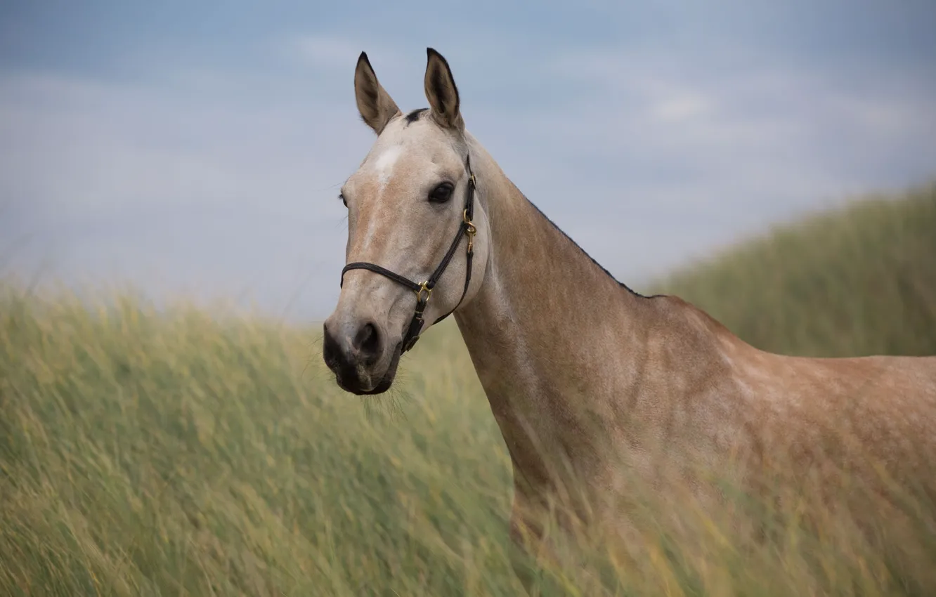 Фото обои трава, морда, конь, лошадь, портрет