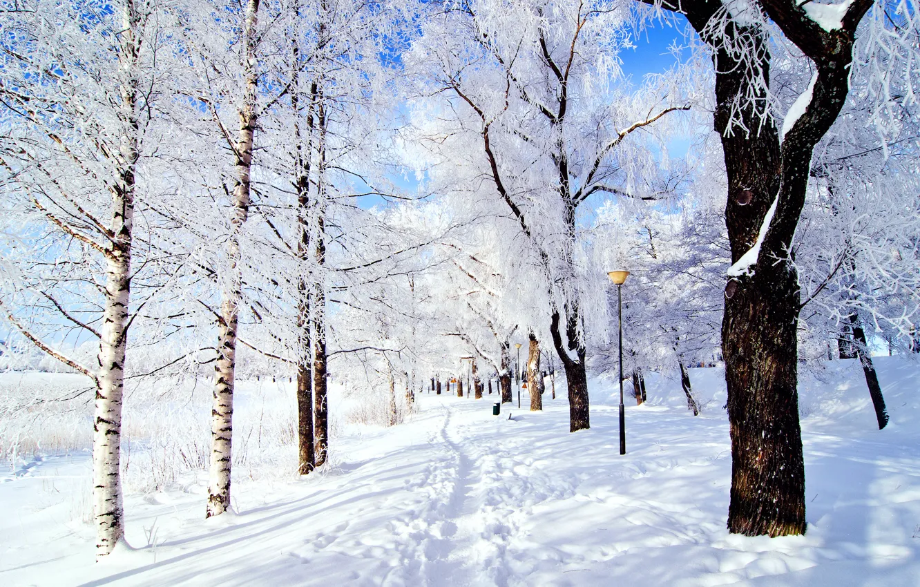 Фото обои зима, иней, небо, снег, деревья, природа, парк