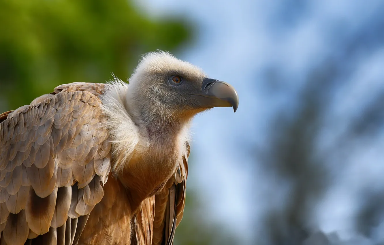 Фото обои природа, птица, гриф