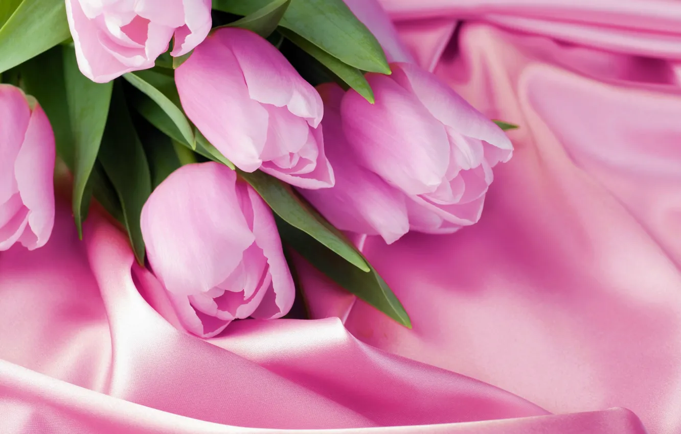 Фото обои весна, лепестки, бутон, тюльпаны, ткань