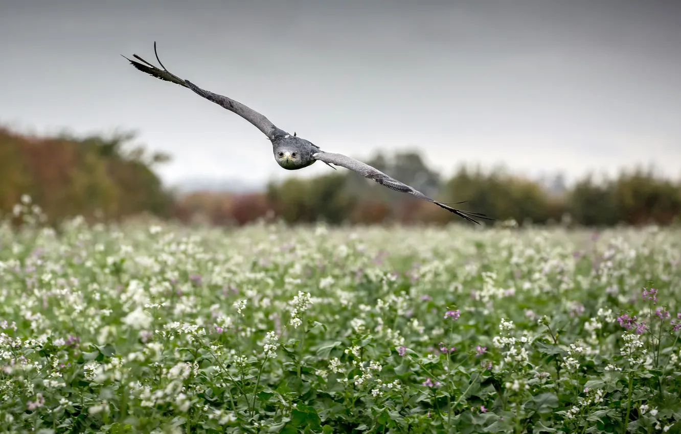 Фото обои field, flight, wings, flowers, hawk, rainy