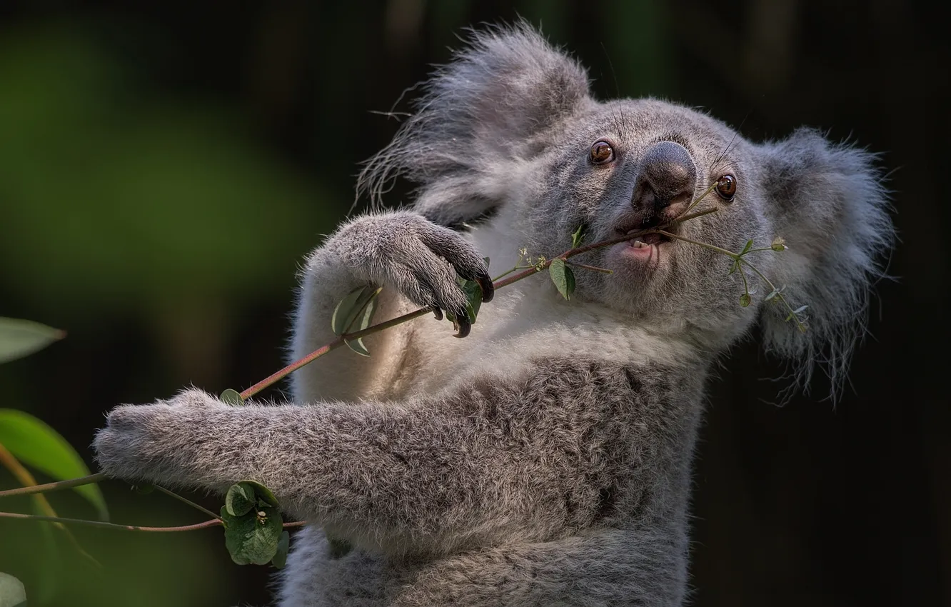 Фото обои ветка, коала, сумчатое