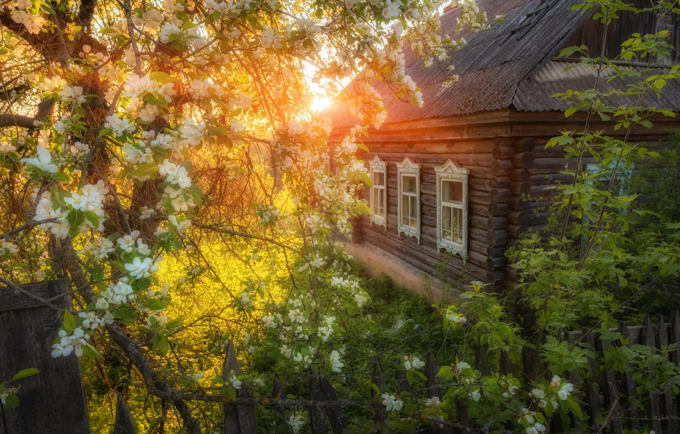 Фото обои солнце, дом, дерево, деревня, цветение