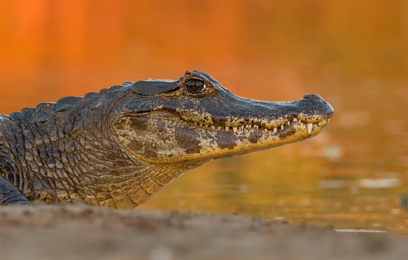 Фото обои берег, крокодил, оранжевый фон