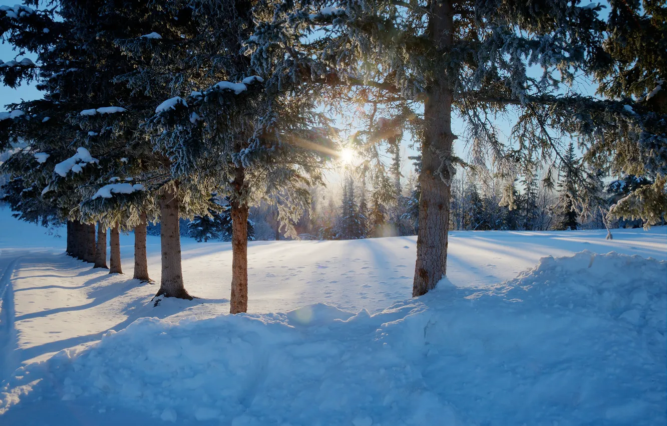 Фото обои зима, дорога, лес, солнце, снег, деревья, сугробы