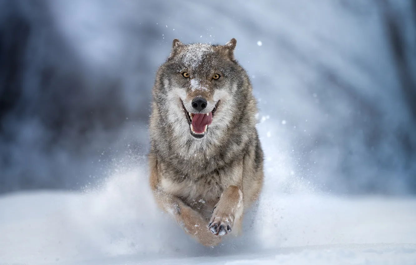 Фото обои зима, снег, волк, санитар леса, Михаил Ездаков