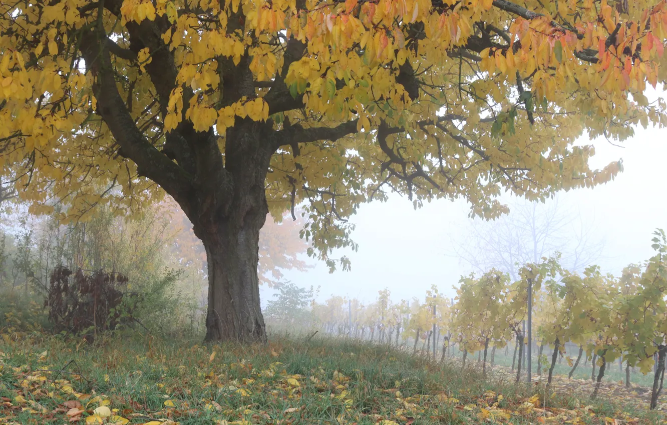 Фото обои Осень, Деревья, Fall, Листва, Виноградник, Autumn, Colors, November