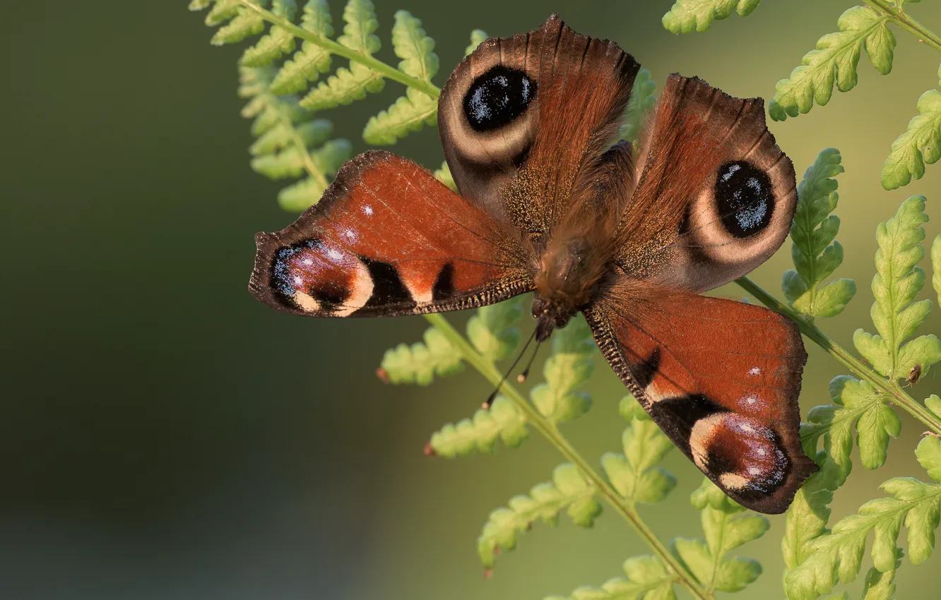 Фото обои макро, фон, бабочка, крылья, папоротник, усики