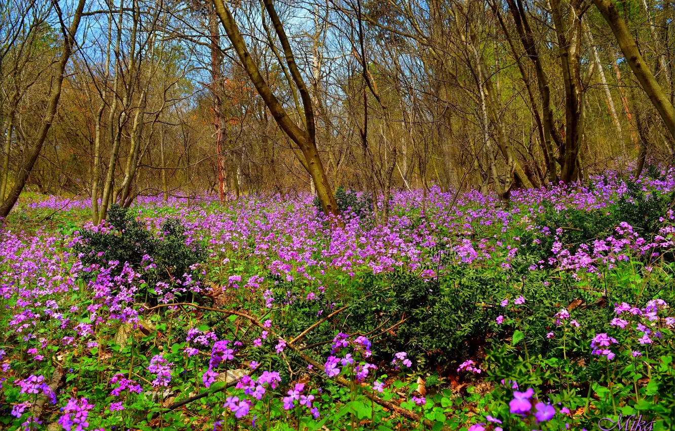 Фото обои Весна, Поляна, Spring, Цветение, Field, Flowering
