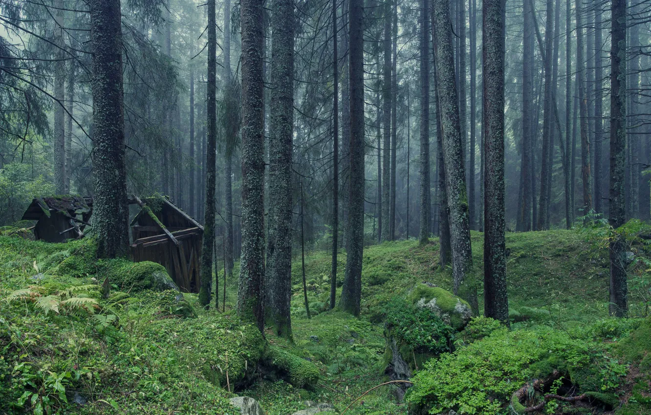 Фото обои лес, деревья, природа, заброшенный дом