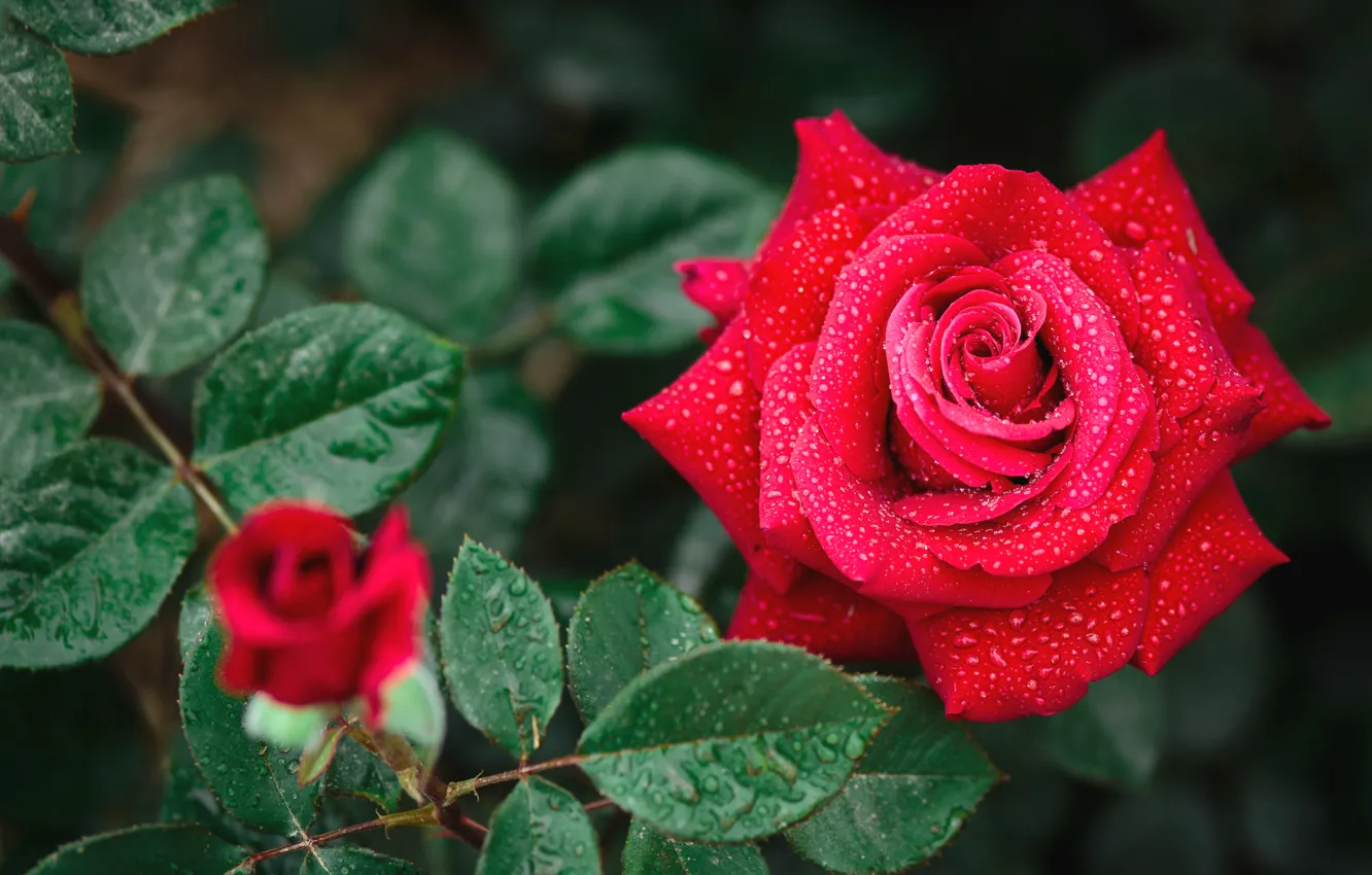 Фото обои капли, макро, красный, розы, красавица, бутоны, королева