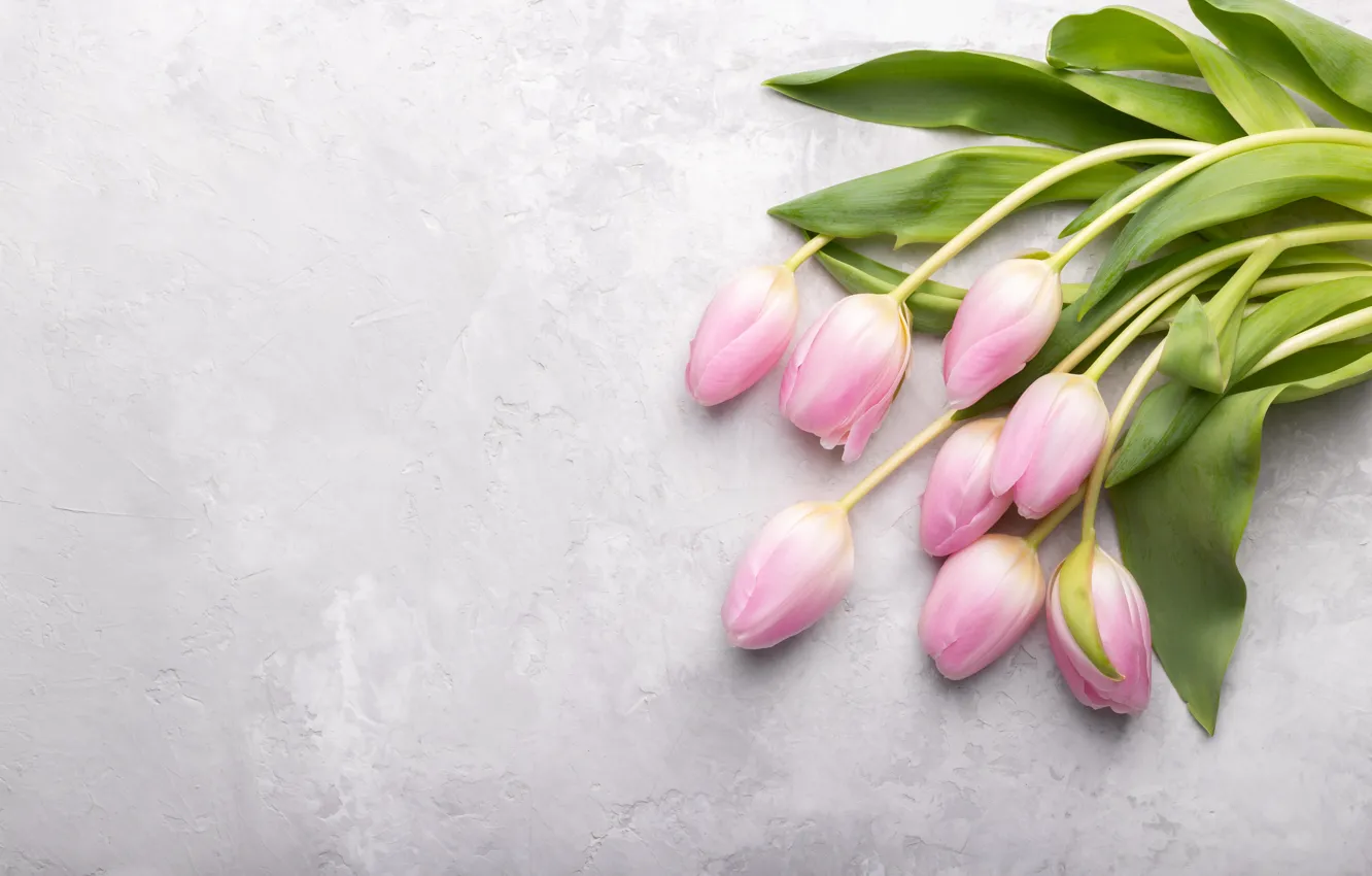 Фото обои цветы, букет, тюльпаны, розовые, fresh, pink, flowers, tulips