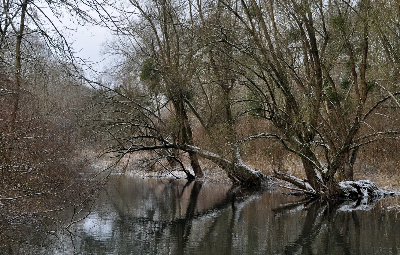 Фото обои зима, лес, река