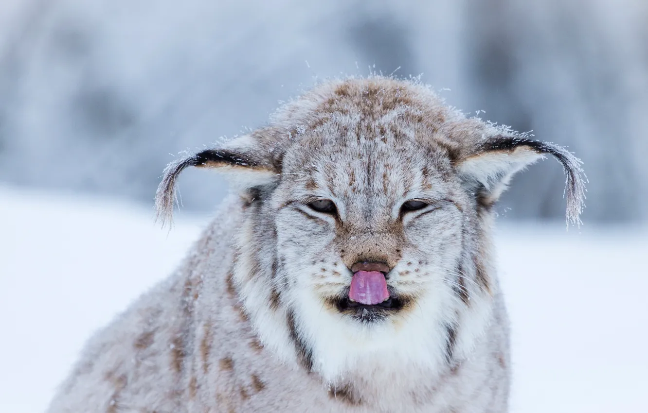 Фото обои зима, язык, кошка, морда, снег, фон, снежный, портрет