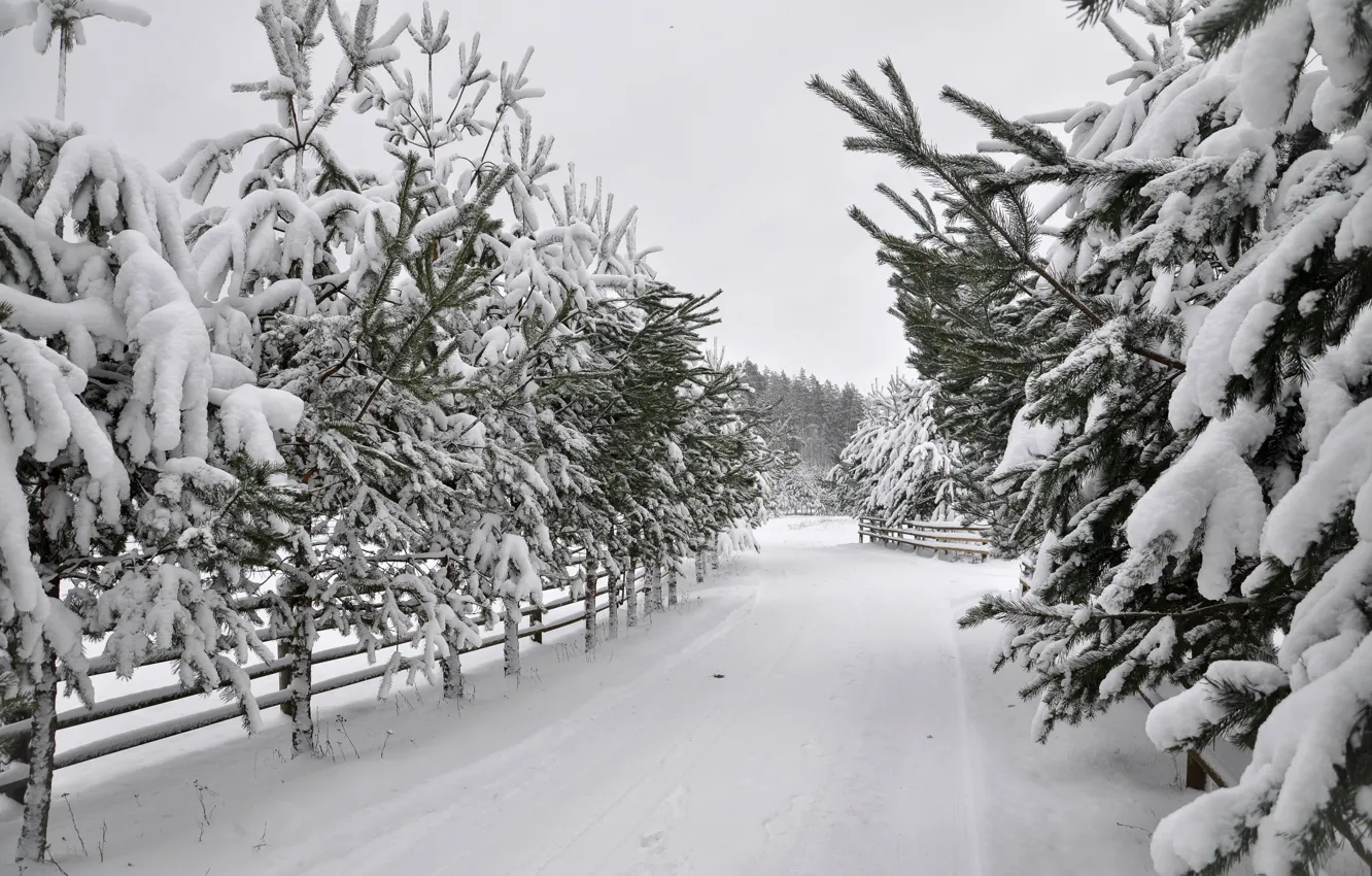 Фото обои зима, снег, парк, white, road, landscape, park, winter