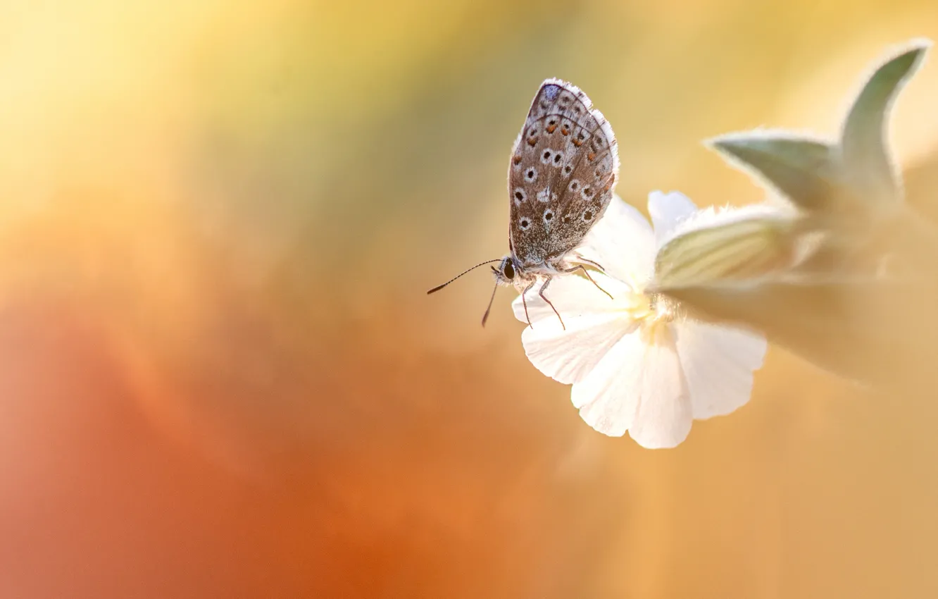 Фото обои белый, цветок, макро, свет, бабочка, насекомое, оранжевый фон, боке