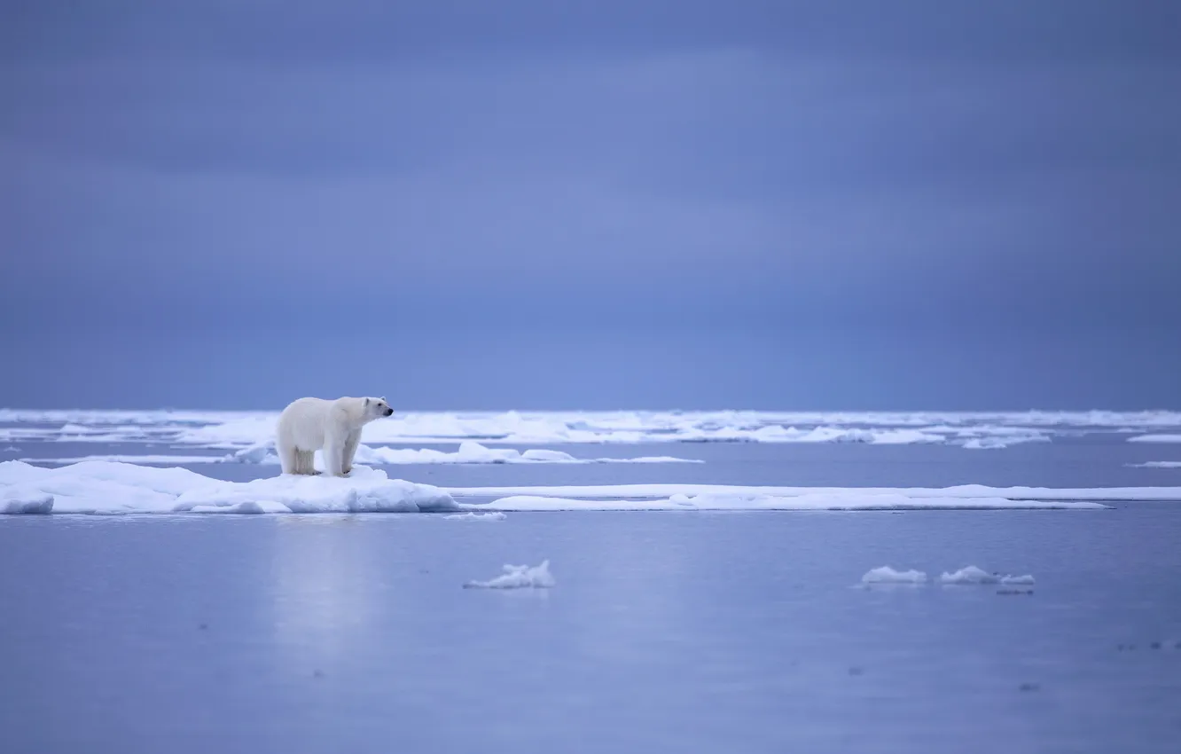 Фото обои природа, лёд, белый медведь