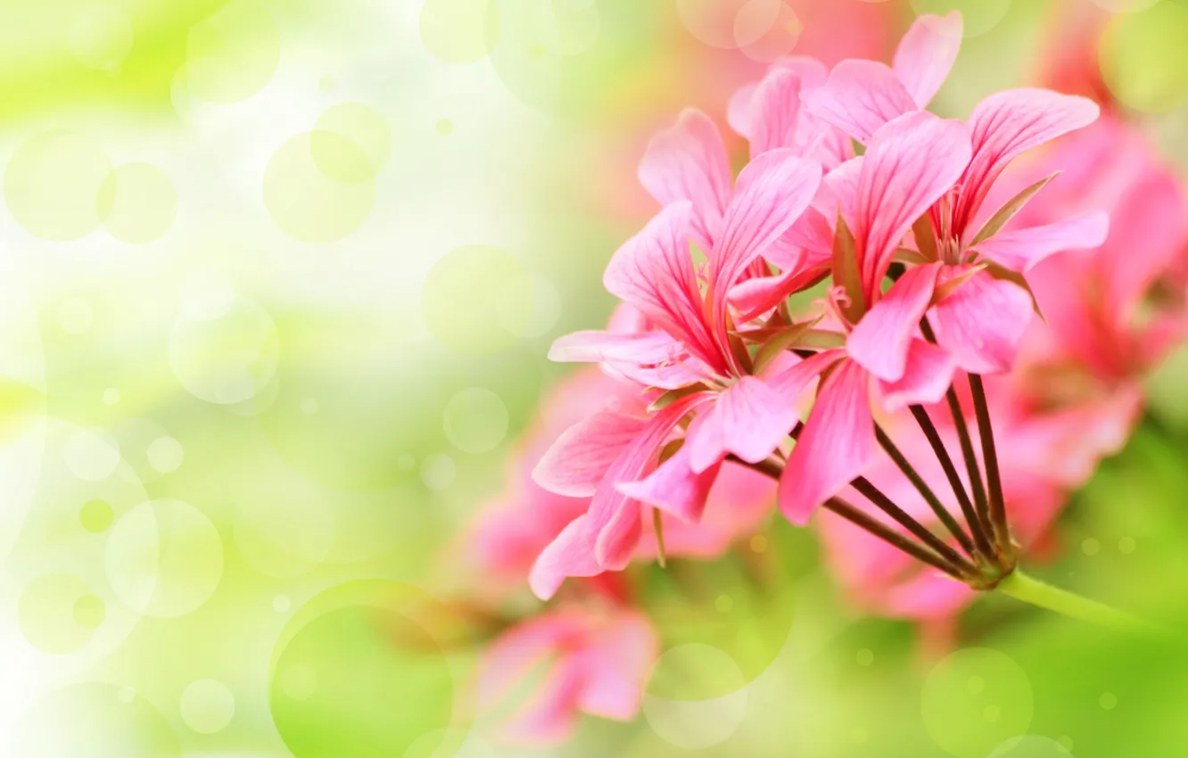 Фото обои цветы, лепестки, розовые цветы, боке