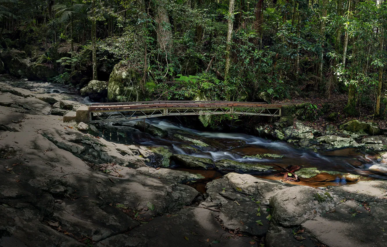Фото обои лес, мост, река, камни