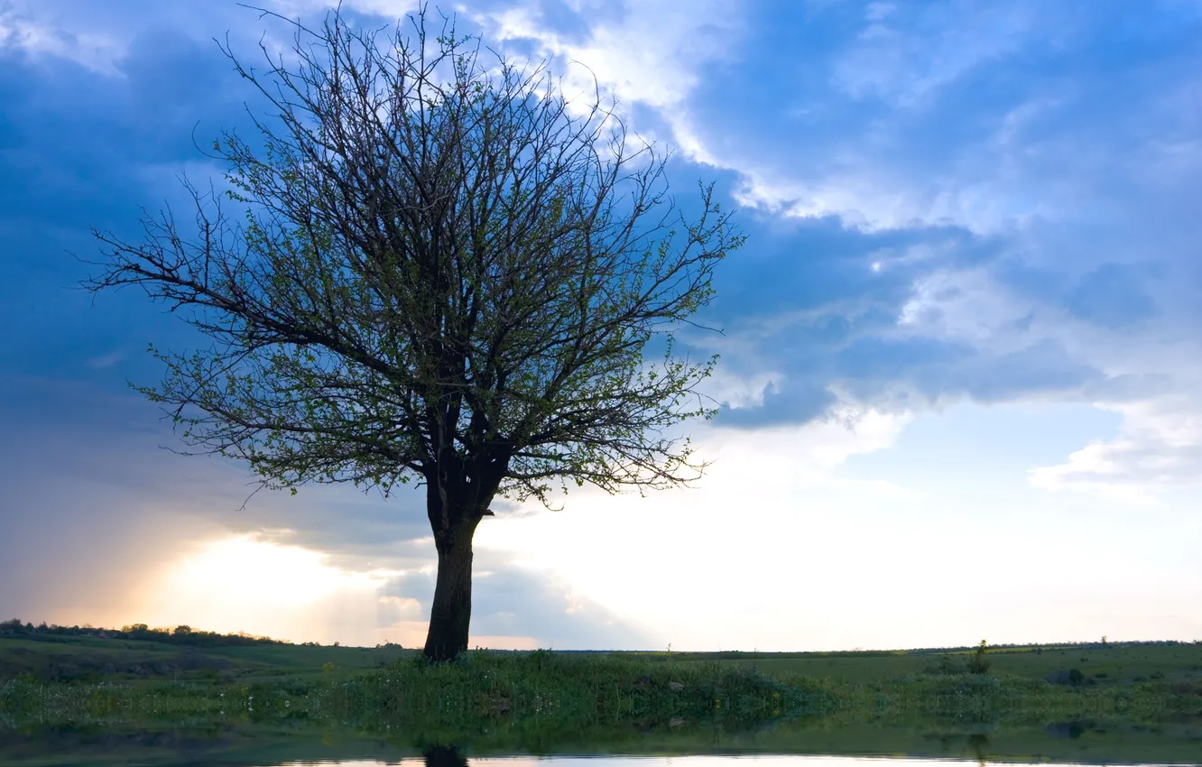 Фото обои небо, облака, дерево, рассвет, одинокое, Only tree
