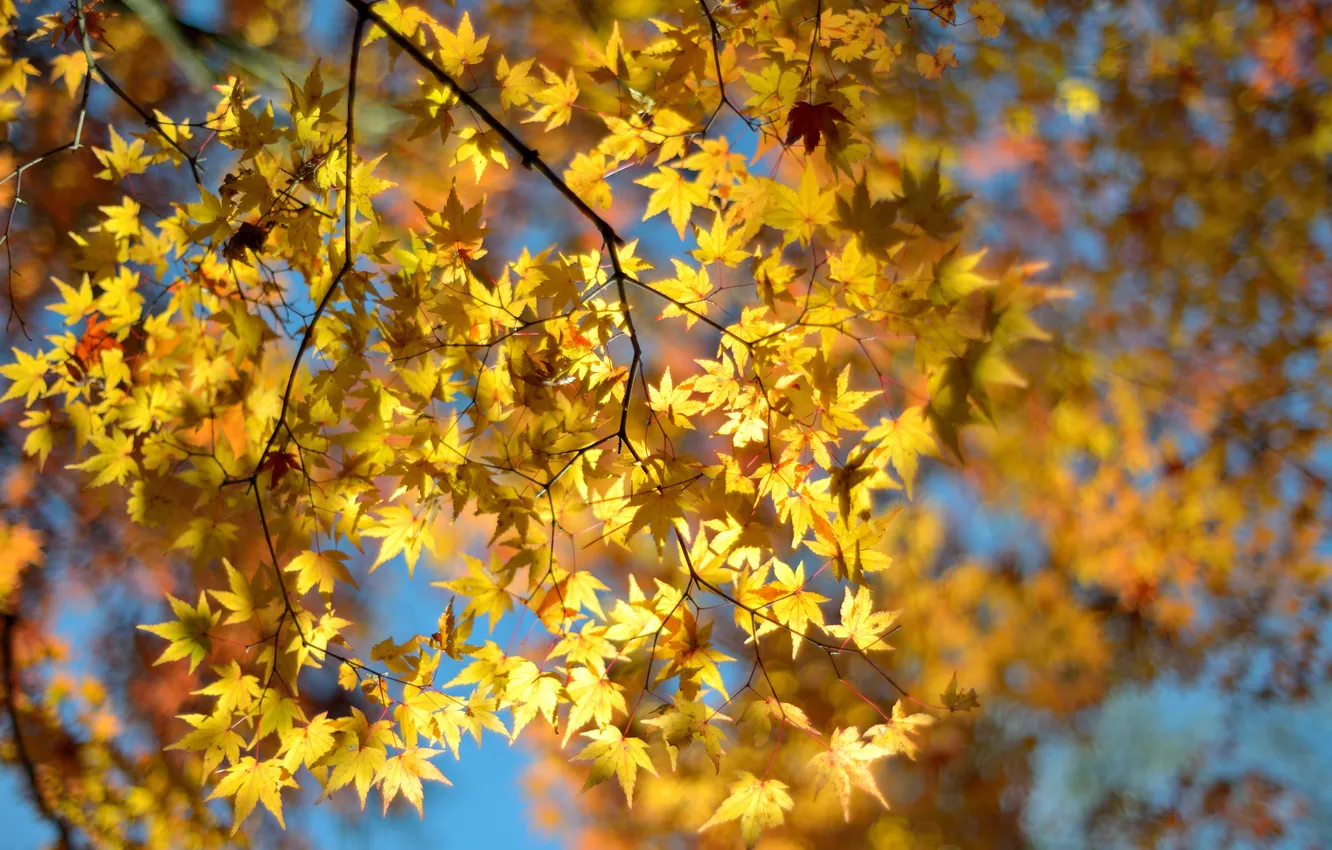 Фото обои листья, макро, дерево, размытость, жёлтые, боке