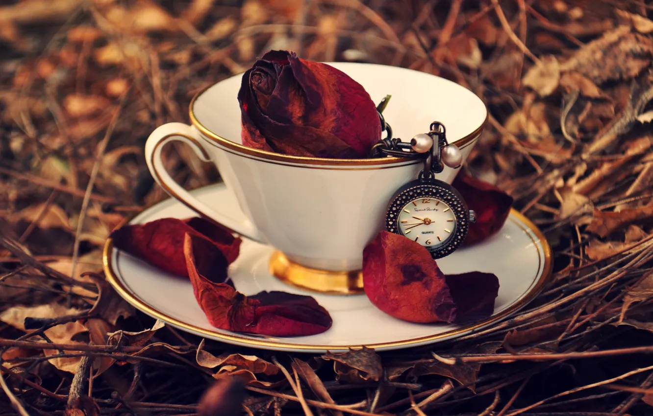 Фото обои осень, трава, листья, часы, роза, лепестки, чашка, красная