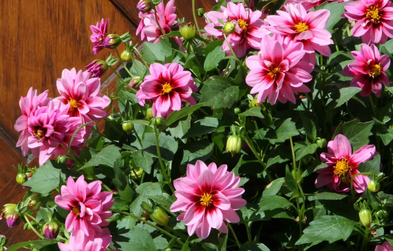 Фото обои розовые, pink, георгины, Dahlias
