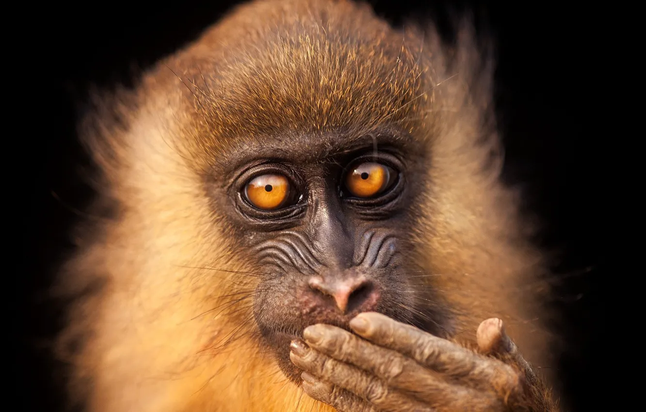 Фото обои monkey, eyes, face, cute, wildlife, mammal, close up