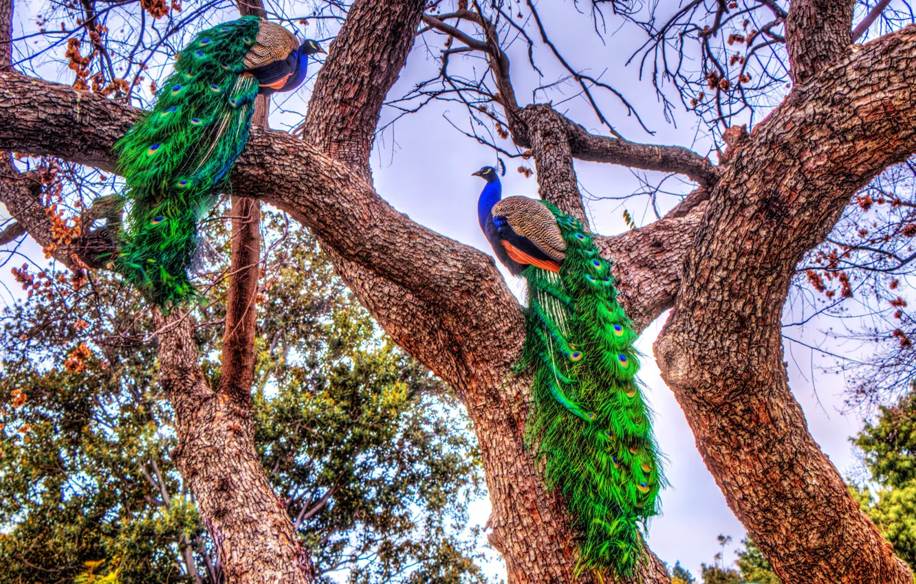 Фото обои деревья, птицы, яркие, HDR, разноцветные, павлины