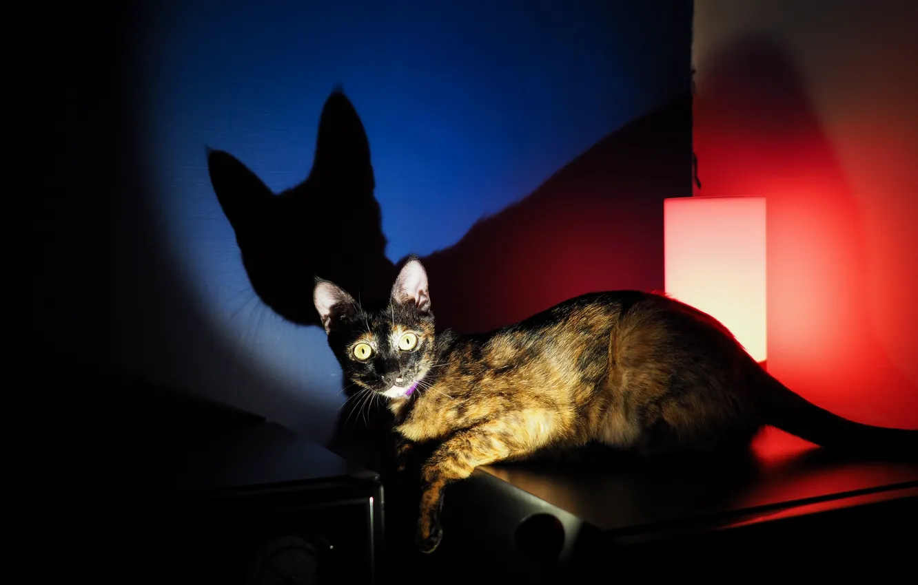 Фото обои кошка, взгляд, тень